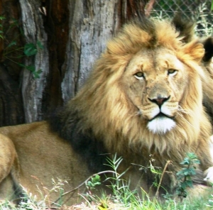South African lion in Kruger National Park