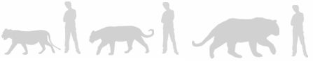 Lion-tiger size comparison (From National Geographic website). A lion, a Bengal tiger and and Amur tiger compared to a 6' man.
